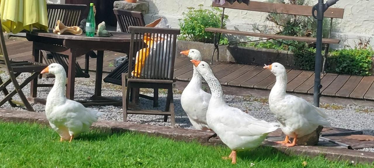 Willa Le Moulin Des Aulnes Hamois Zewnętrze zdjęcie